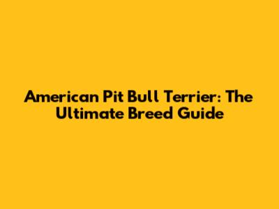 American Pit Bull Terrier: The Ultimate Breed Guide