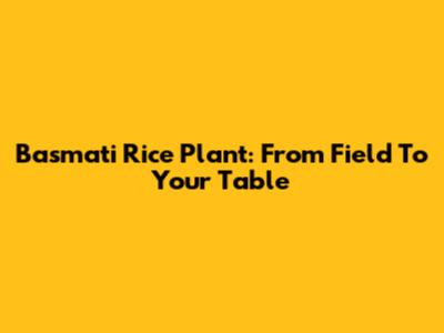 Basmati Rice Plant: From Field To Your Table